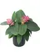 FlexCraft Tissue Culture Tray for Medinilla - Perfect for Flower & Gardening Plant 2
