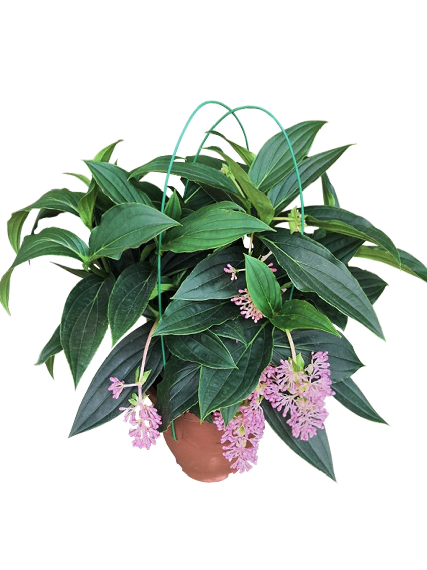 Jeunes plants | Alocasia reginula Black Velvet 5