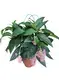 FlexCraft Tissue Culture Tray for Medinilla - Perfect for Flower & Gardening Plant 4