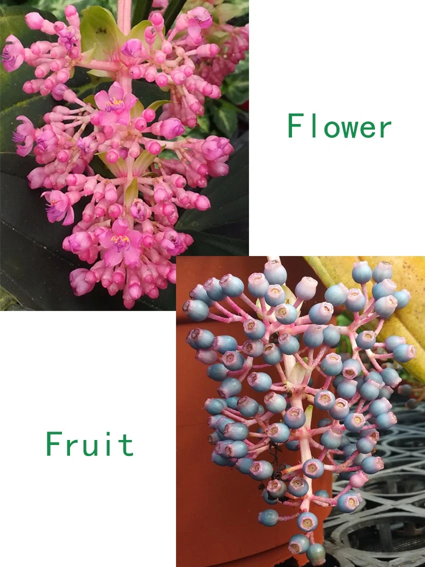 Jeunes plants | Alocasia reginula Black Velvet 7