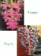 FlexCraft Tissue Culture Tray for Medinilla - Perfect for Flower & Gardening Plant 3