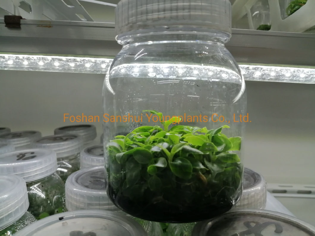 Tissue Culture Plug Tray Flowering Plant Medinilla
