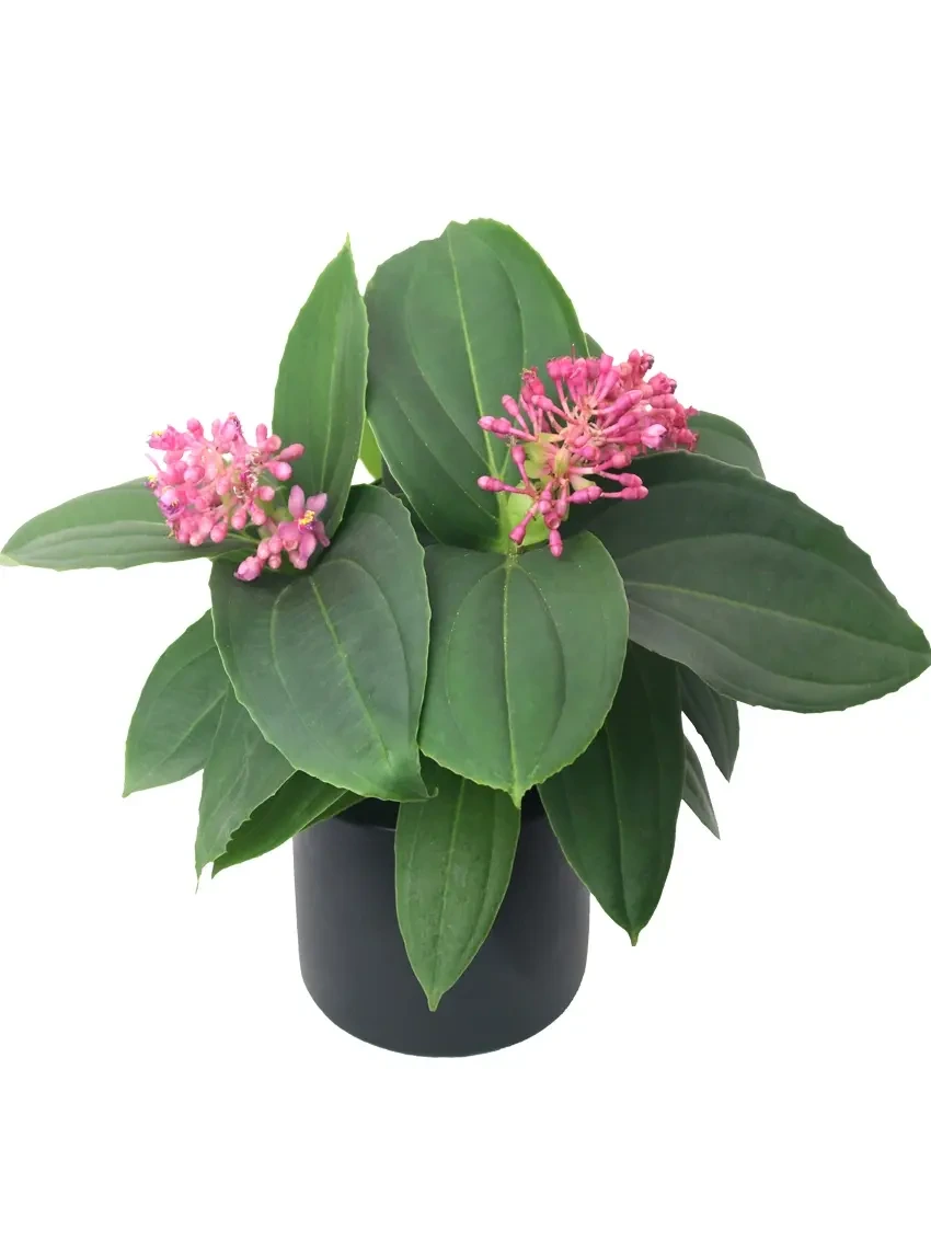 Foshan Youngplants - Medinilla Speciosa Tissue Culture Plug Tray Flowering Plant Others Alocasia 1