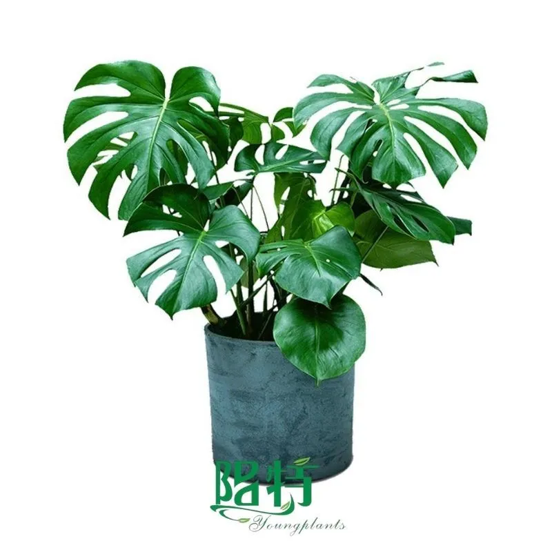 Foshan Youngplants - Rooted Plant Plugs Seedlings Indoor/Outdoor Wholesale Monstera Borsigiana/deliciosa 1
