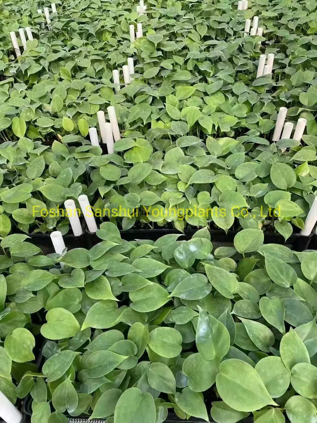 Custom wholesale variegated monstera  Manufacturer | Youngplants 3