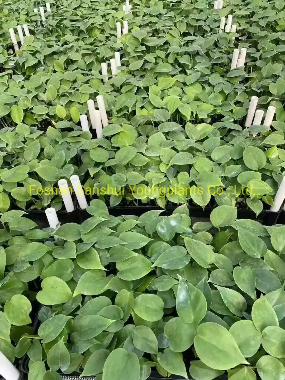 High-quality monstera wholesale Suppliers | Youngplants 2