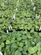 High-quality monstera wholesale Suppliers | Youngplants 2