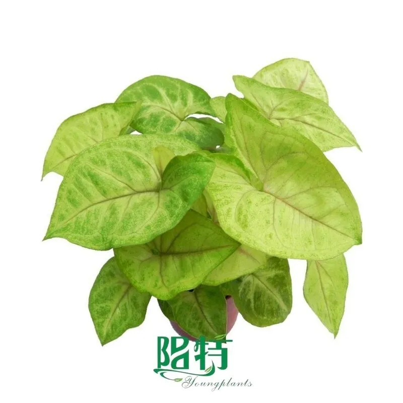Foshan Youngplants - Syngonium Podophyllum Golden Allusion Plant Export Syngonium 1