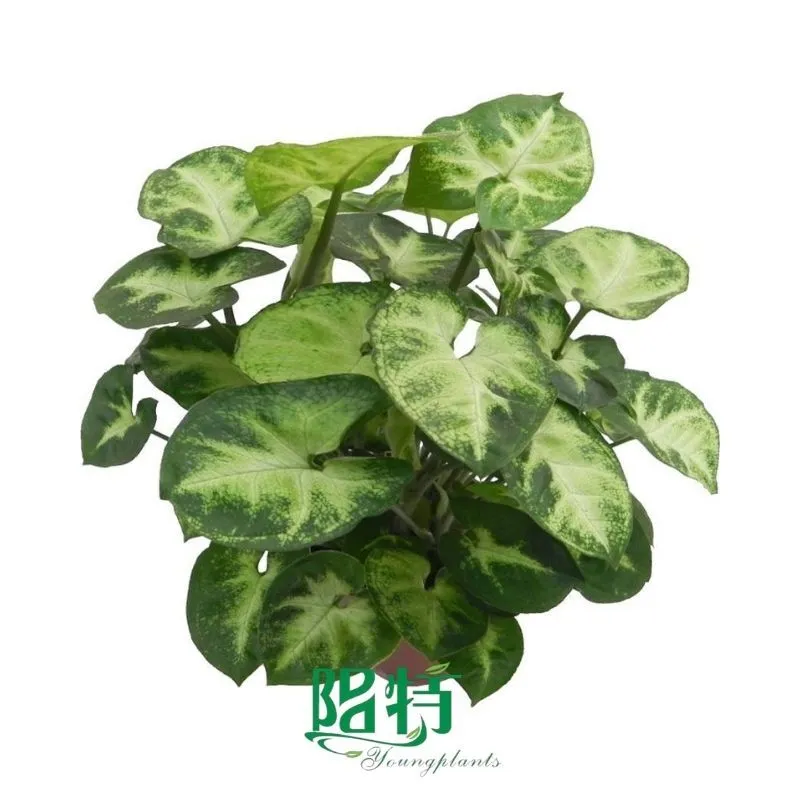 Foshan Youngplants - Syngonium Podophyllum Pixie Natural Plants Import and Export Syngonium 1