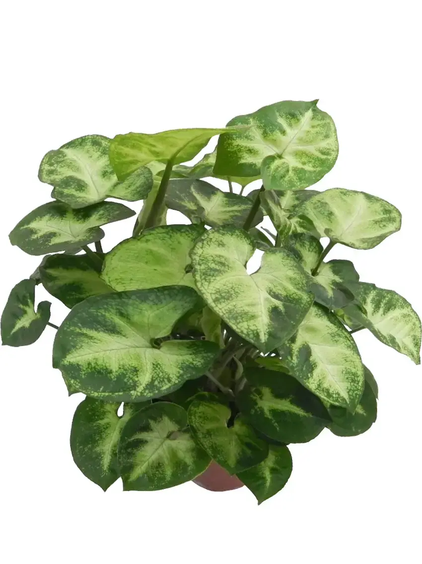 Syngonium Pixie: Advanced Technology Natural Plants for Flower & Gardening 2
