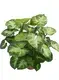 Syngonium Pixie: Advanced Technology Natural Plants for Flower & Gardening 2