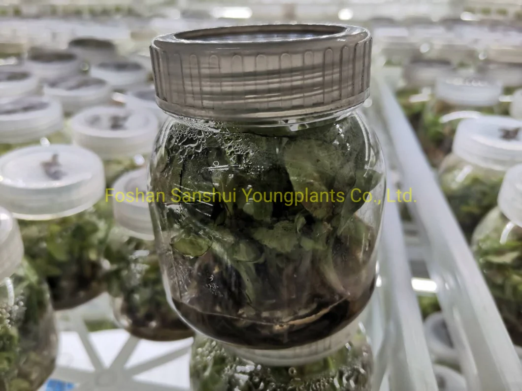 Лоток для культивирования тканей. Натуральные молодые комнатные растения. Рассада.