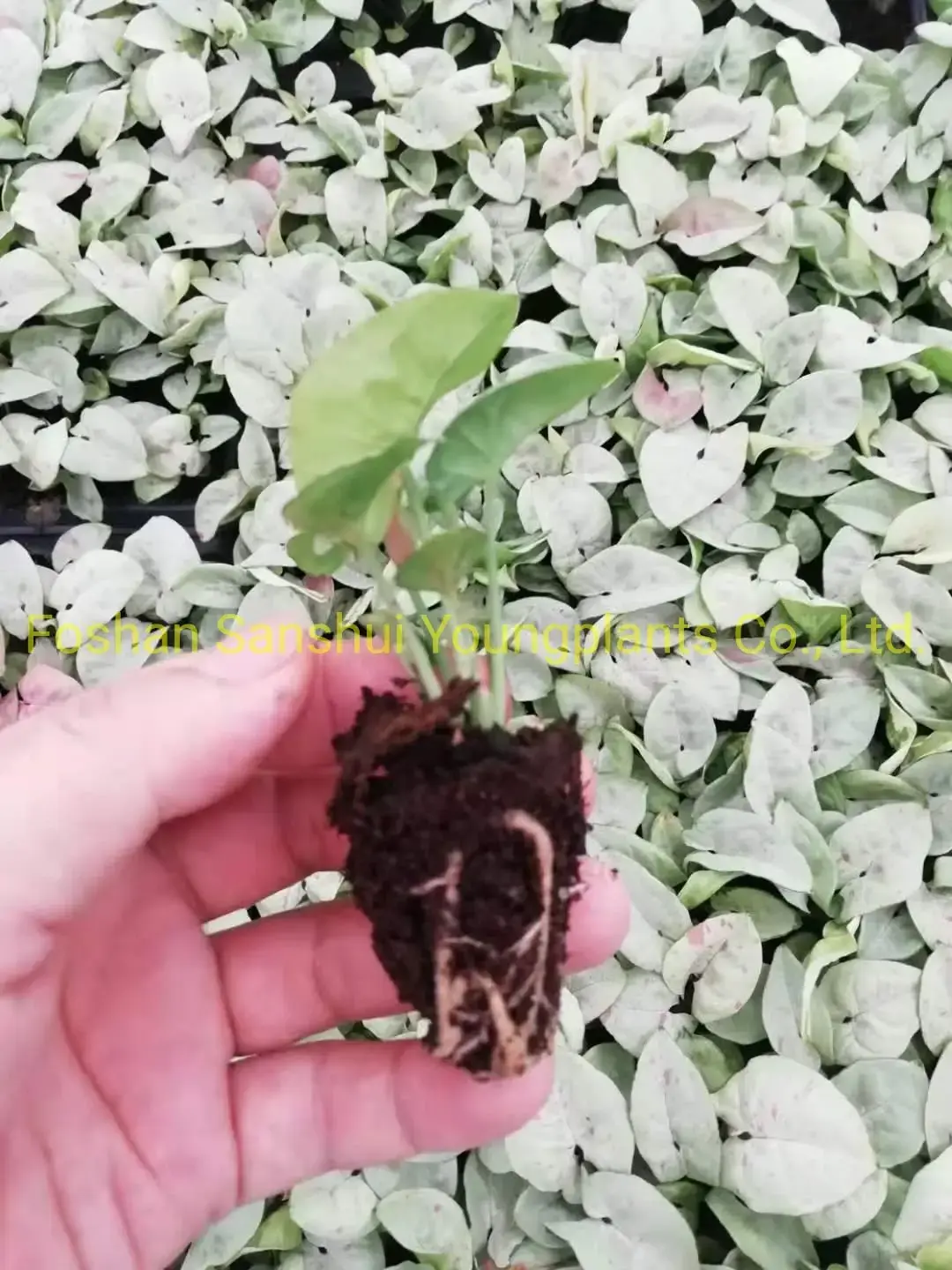 Youngplants | Best syngonium podophyllum arrow Suppliers 2