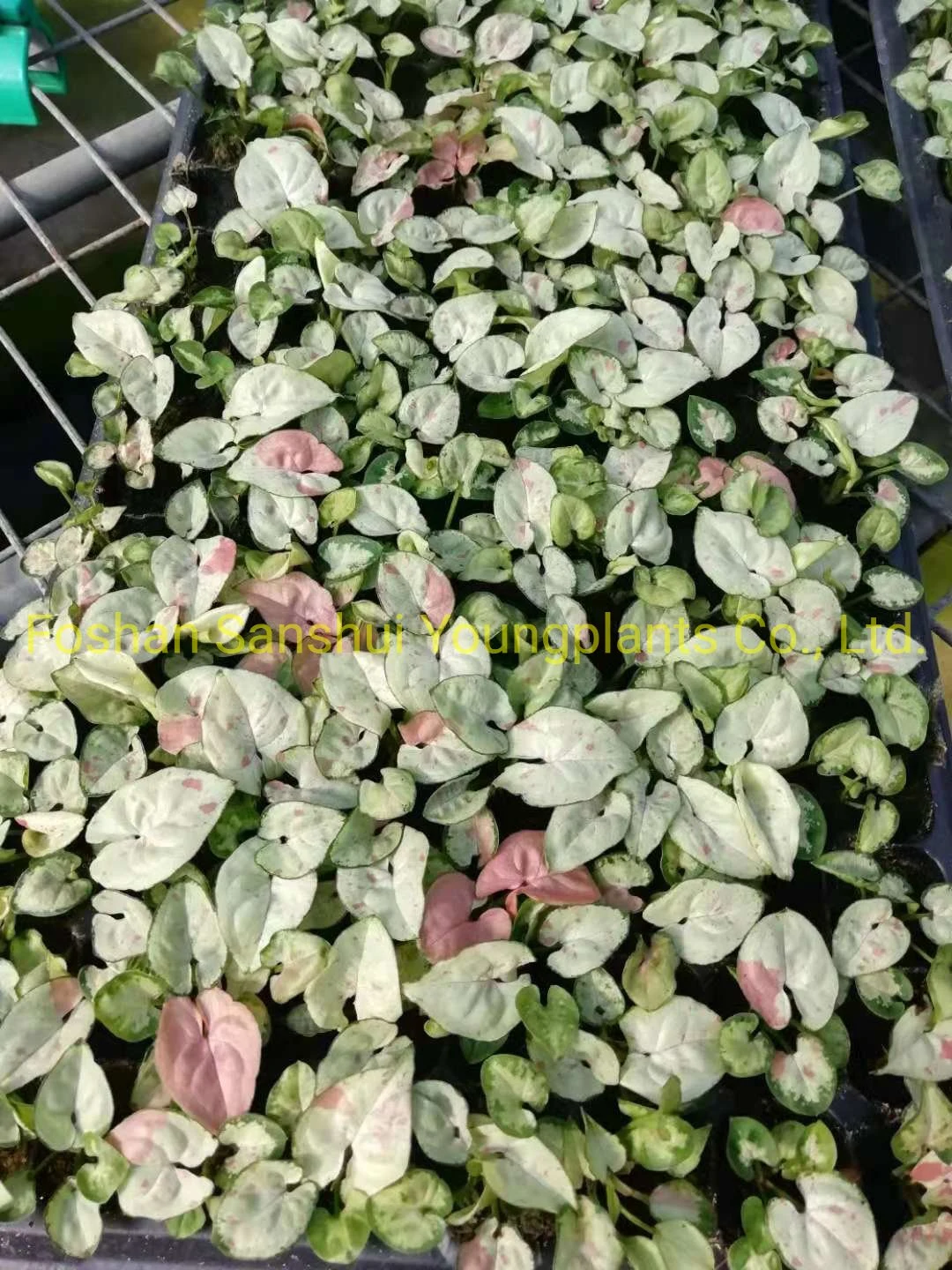 Custom syngonium podophyllum pink  Manufacturer | Youngplants 6