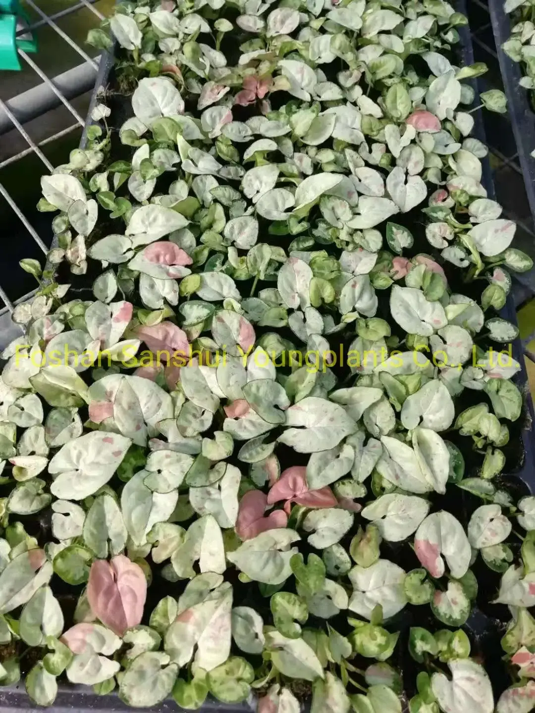 Youngplants | Best syngonium podophyllum arrow Suppliers 4