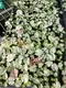 Youngplants | Best syngonium podophyllum arrow Suppliers 4