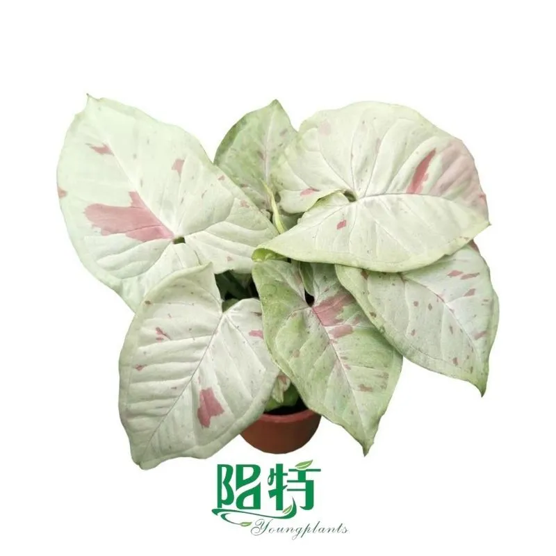 Foshan Youngplants - Tissue Culture Tray Natural Natural Young Invitro Indoor Plants Seedlings Syngonium 1