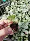 Youngplants | Best syngonium podophyllum arrow Suppliers 3
