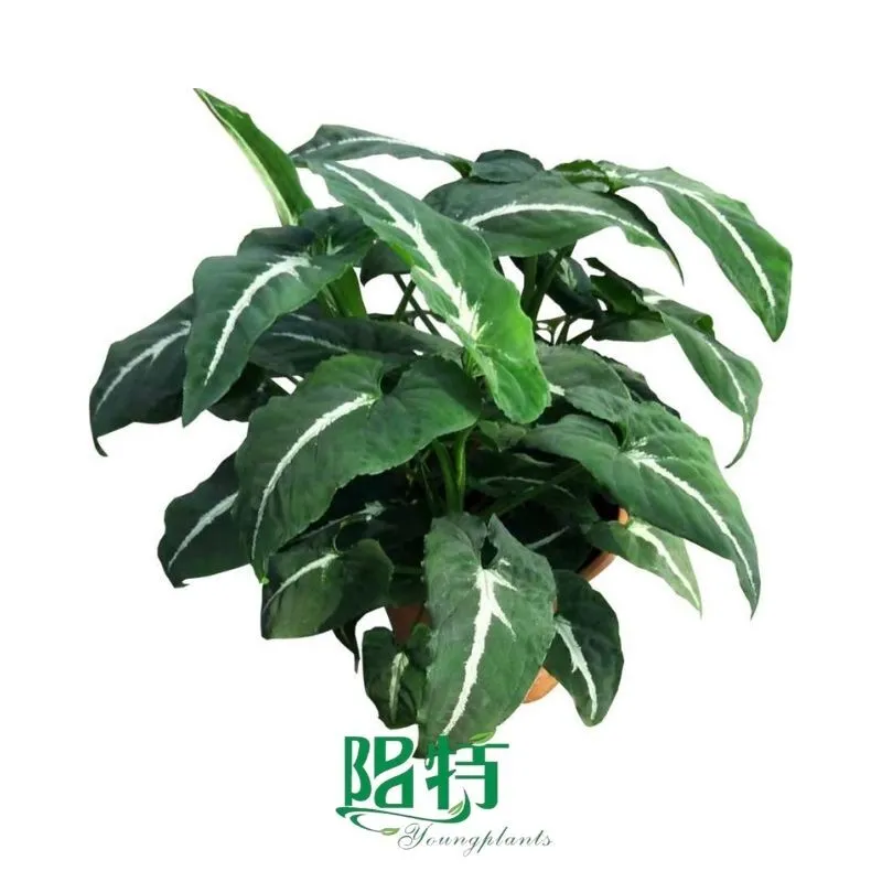 Foshan Youngplants - Syngonium Wendlandii Black Velvet Live Syngonium 1