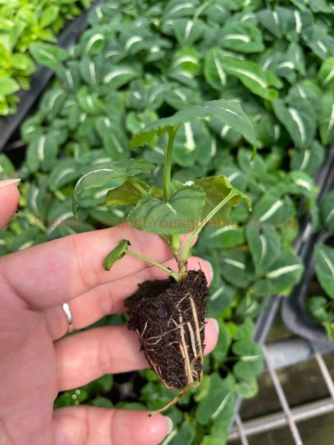 syngonium podophyllum rosa | Giovani piante 3