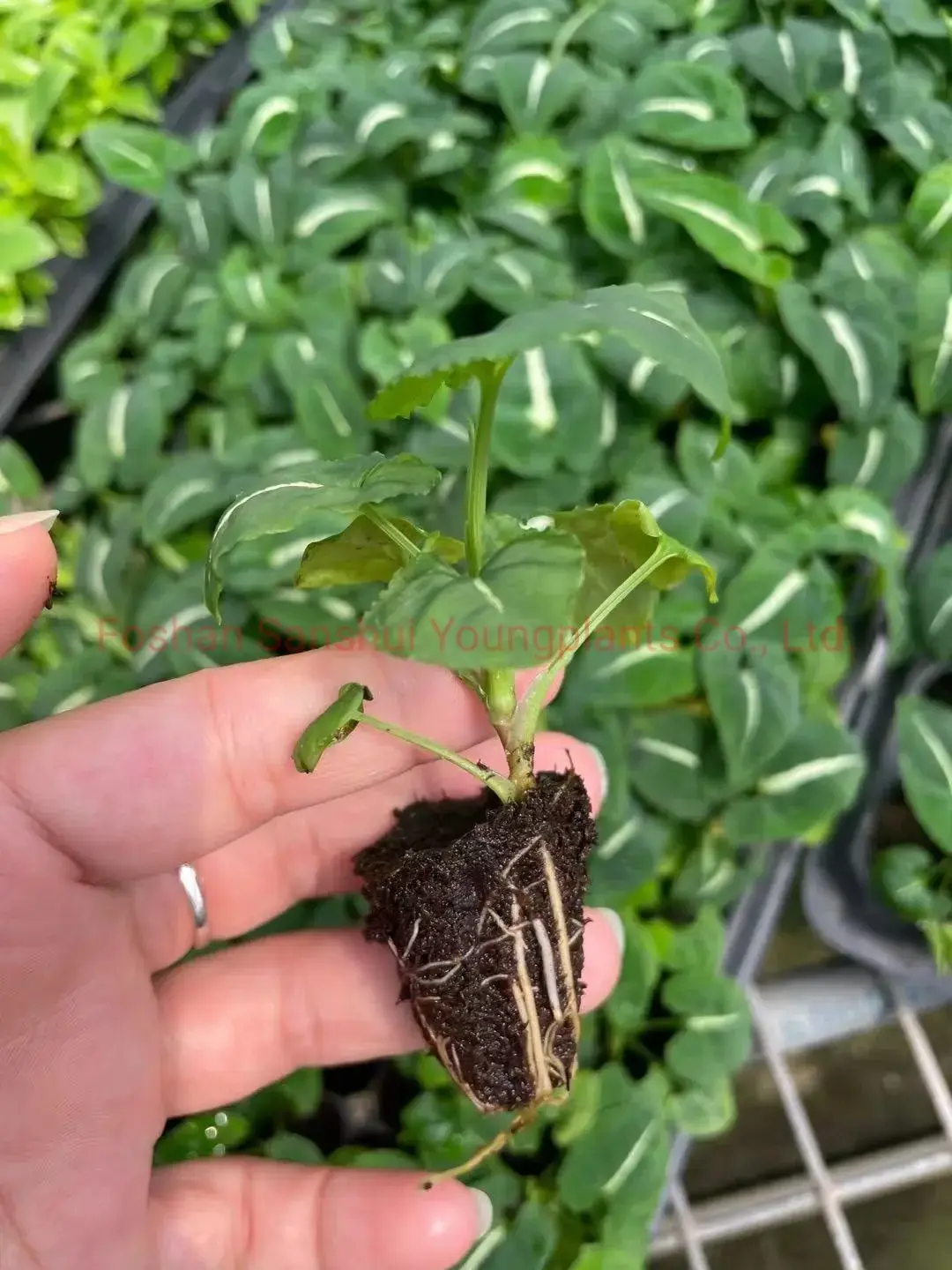 Youngplants | Best syngonium types Manufacturers 2