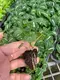 Youngplants | Best syngonium types Manufacturers 2