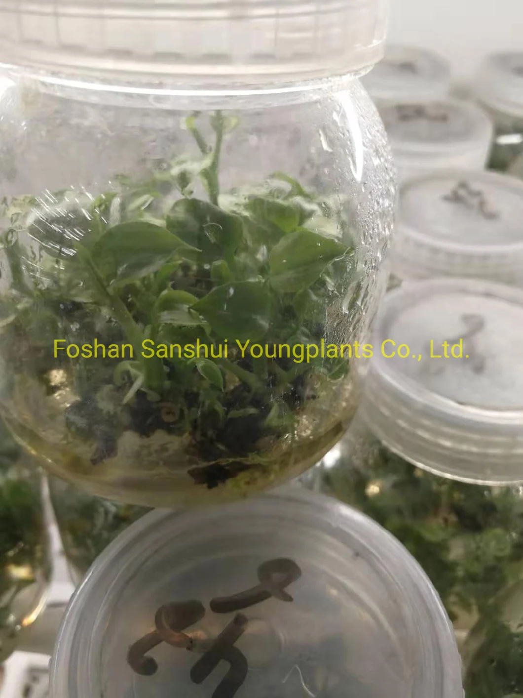 Спатифиллум Sensation Little, оптовая продажа растительных тканей и рассады