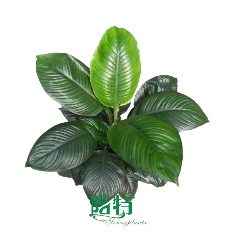 Foshan Youngplants - Spathiphyllum Sensation Little Wholesale Plant Tissue Culture and Seedlings Spathiphyllum 1