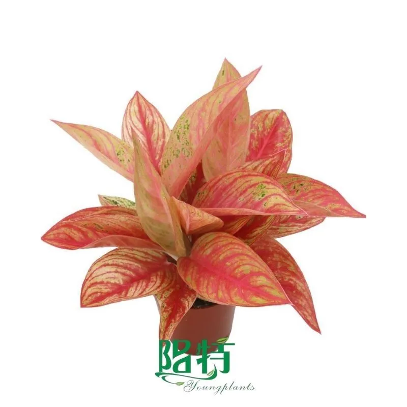 Foshan Youngplants - Rooted Plant Plugs Seedlings Indoor/Outdoor Wholesale for Grower Aglaonema Golden Star 1