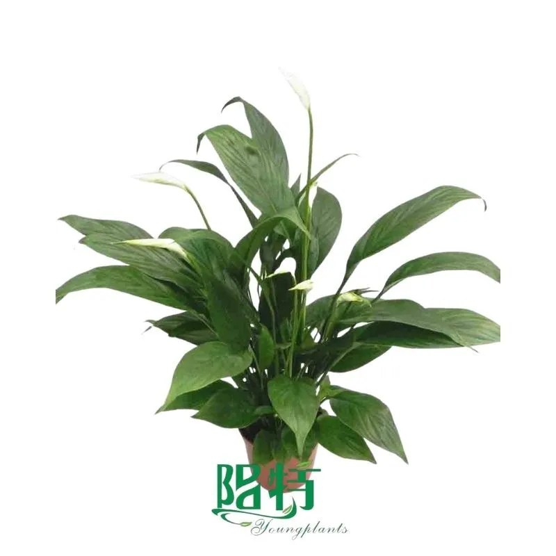 Foshan Youngplants - Spathiphyllum Mojo Flowering and Foliage Young Plants Spathiphyllum 1