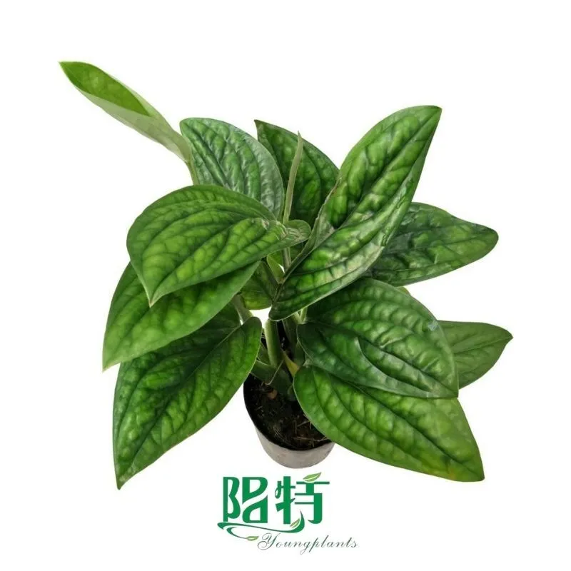 Foshan Youngplants - Rooted Plant Plugs Seedlings Indoor/Outdoor Wholesale Monstera karsteniana 'Jade Shuttlecock' 1