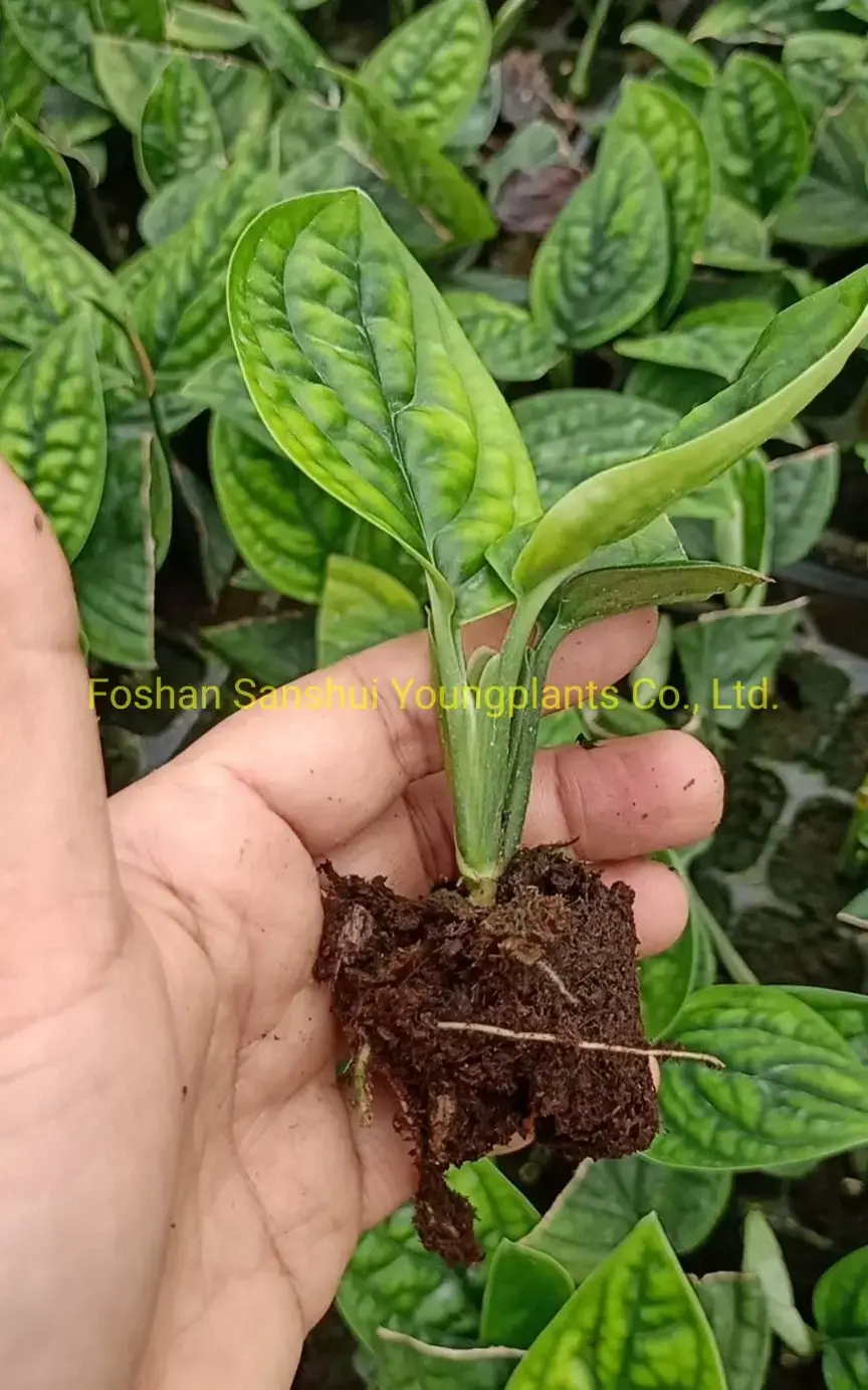 Monstera Karsteniana 'Jade Shuttlecock' Tissue Culture Real Plant - Wholesale 2