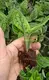 Monstera Karsteniana 'Jade Shuttlecock' Tissue Culture Real Plant - Wholesale 2