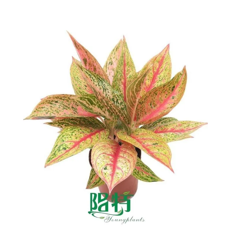 Foshan Youngplants - Rooted Plant Plugs Seedlings Indoor/Outdoor Wholesale for Grower Aglaonema Starshining 1