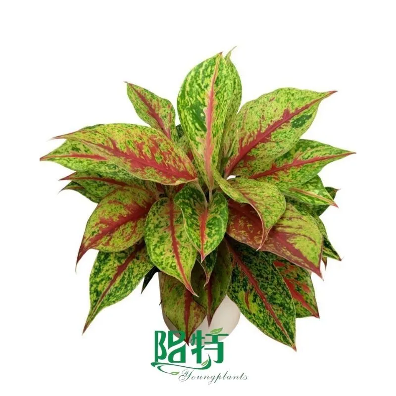 Foshan Youngplants - Rooted Plant Plugs Seedlings Indoor/Outdoor Wholesale for Grower Aglaonema Nightsparkle 1