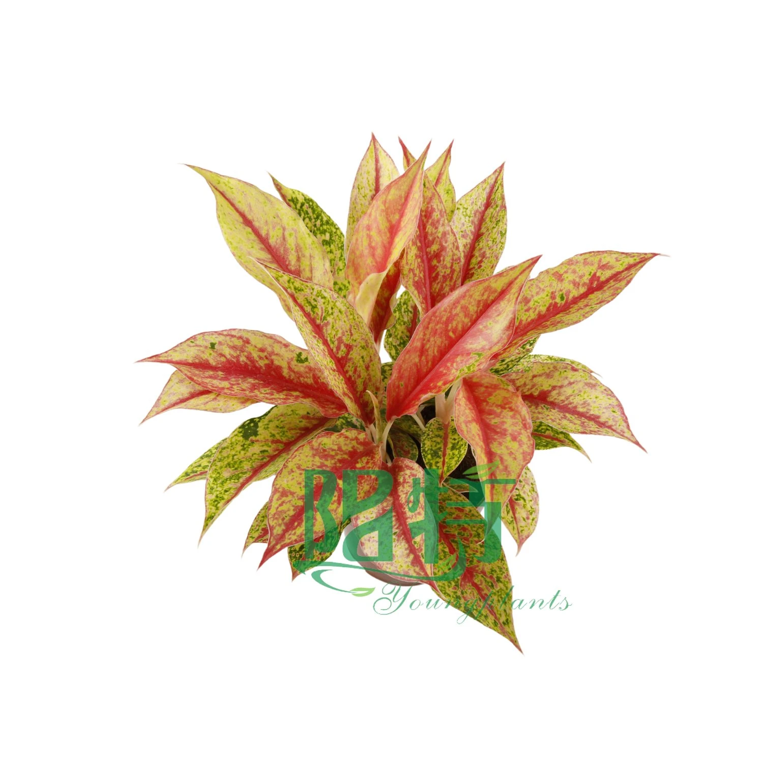 Aglaonema Pflanzenpflege | Jungpflanzen 5