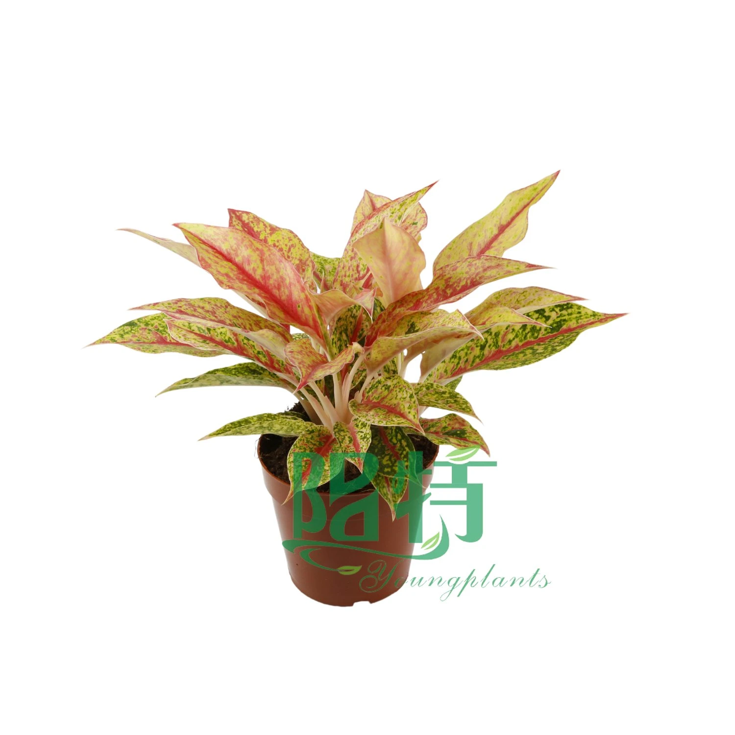 Aglaonema Pflanzenpflege | Jungpflanzen 4