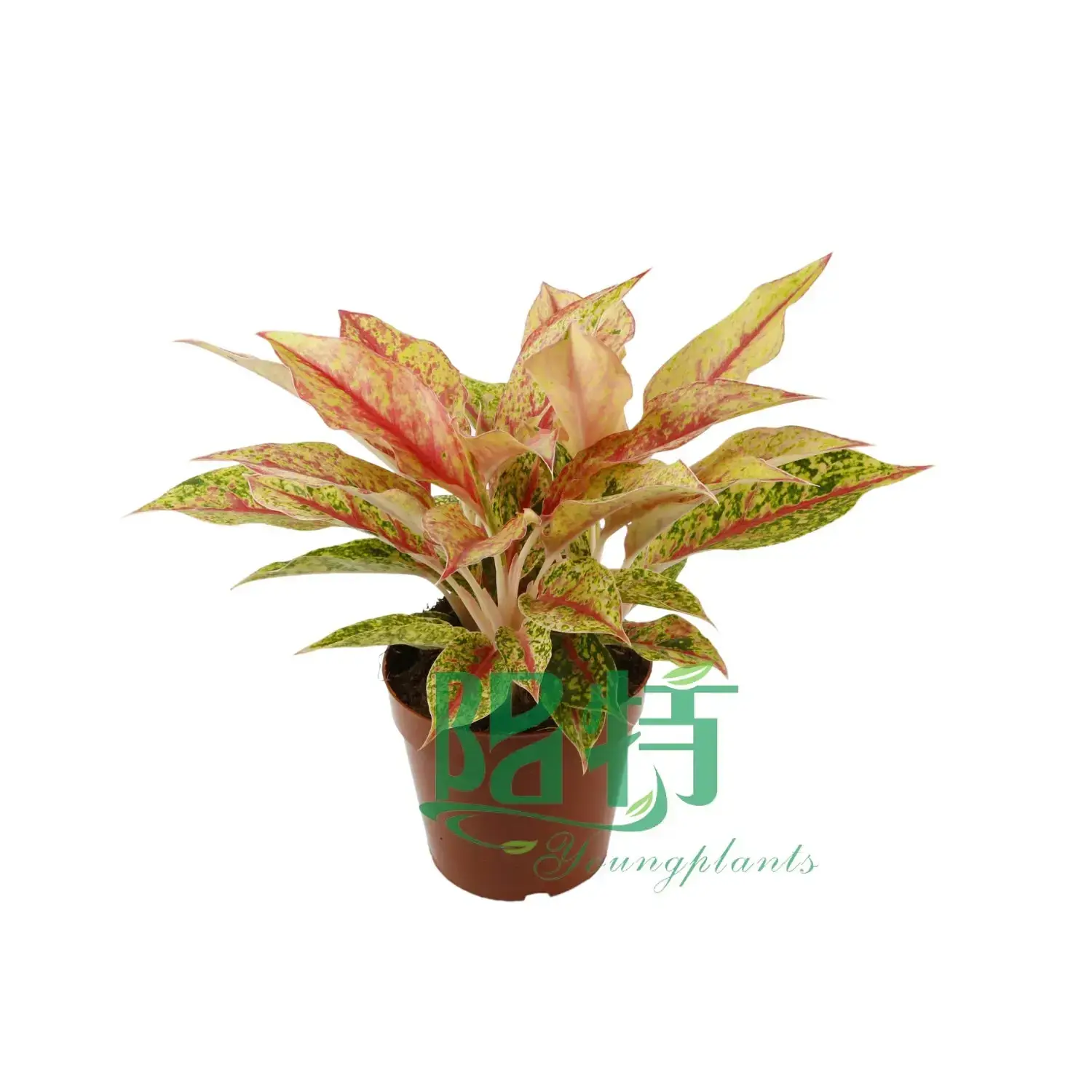 Colorful Aglaonema Starshining - Vibrant Foliage for Tropical Settings 3