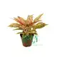 Colorful Aglaonema Starshining - Vibrant Foliage for Tropical Settings 3