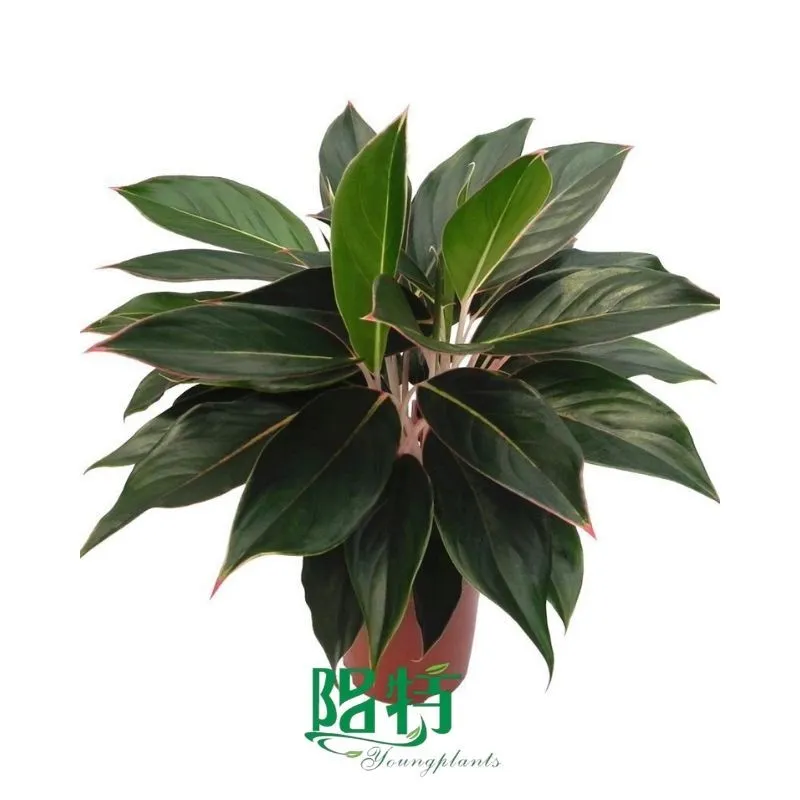 Foshan Youngplants - Rooted Plant Plugs Seedlings Indoor/Outdoor Wholesale for Grower Aglaonema commutatum Sapphire 1