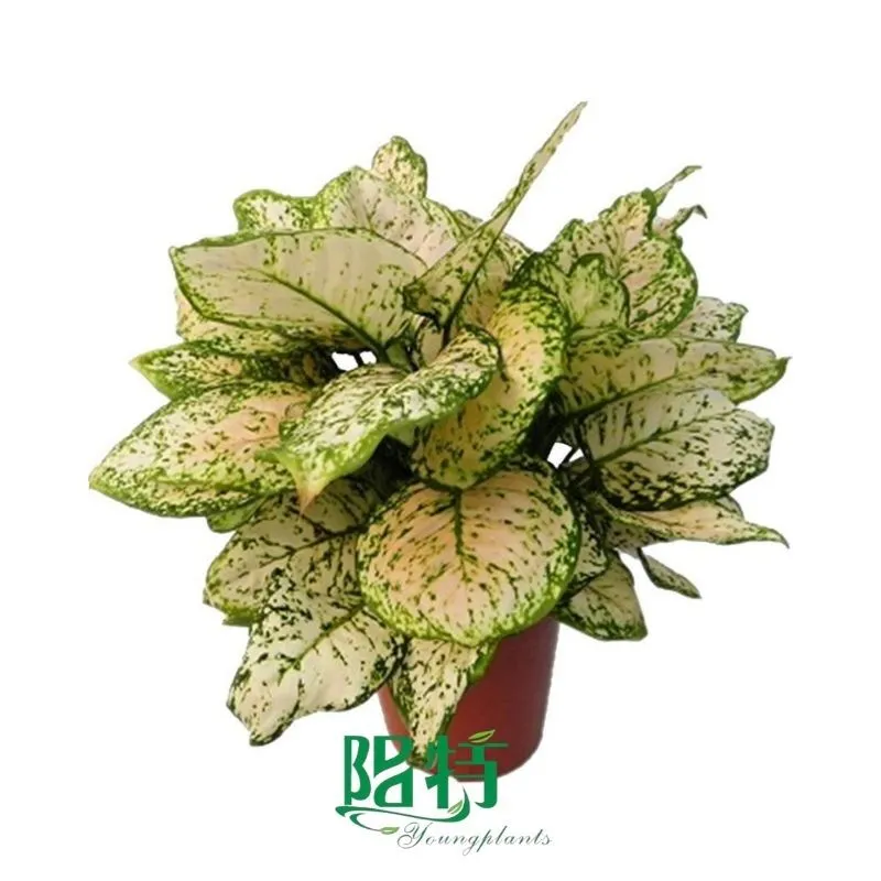 Foshan Youngplants - Rooted Plant Plugs Seedlings Indoor/Outdoor Wholesale for Grower Aglaonema Eileen 1
