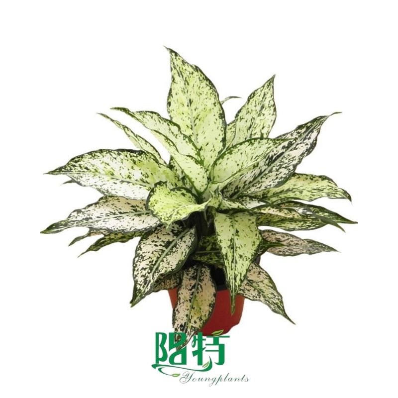How To Own aglaonema lucky green For Free