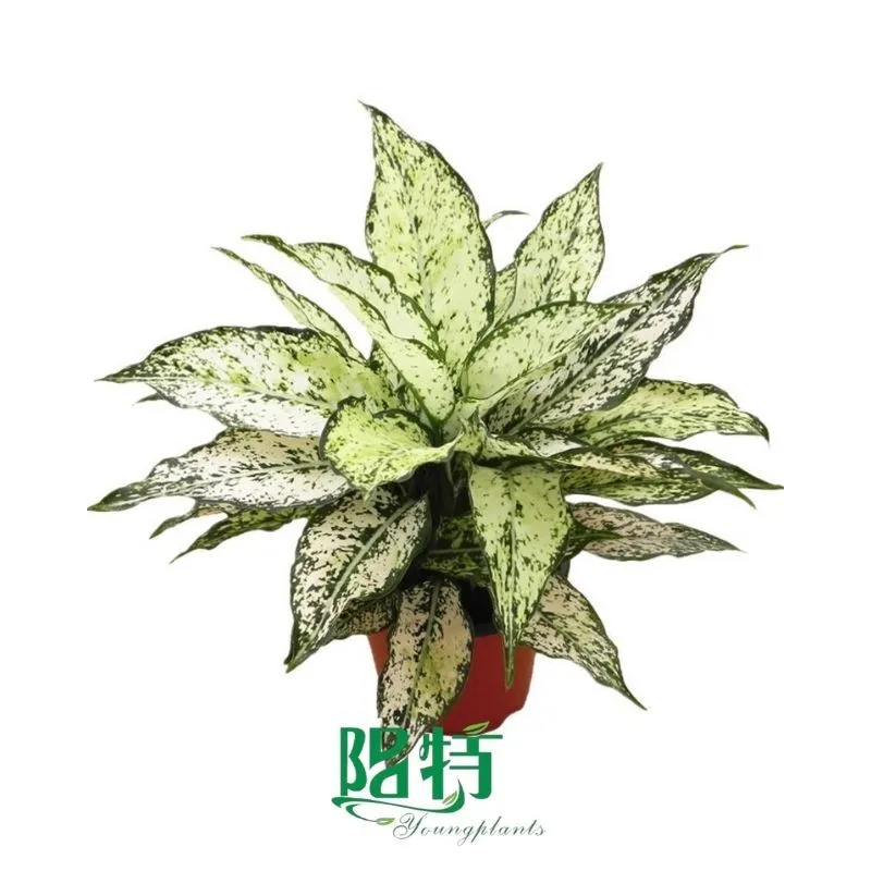 Foshan Youngplants - Rooted Plant Plugs Seedlings Indoor/Outdoor Wholesale for Grower Aglaonema Thai Snowflakes 1