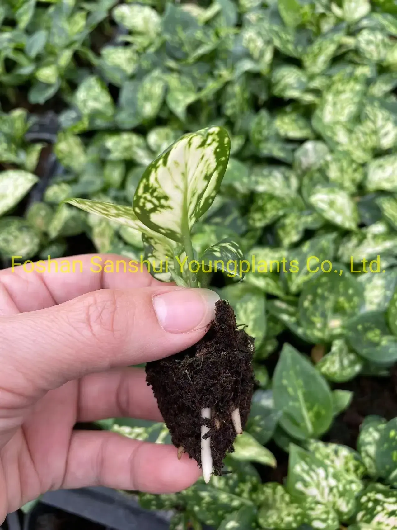 Colorful Aglaonema Plants for Indoor Spaces 2