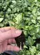 Colorful Aglaonema Plants for Indoor Spaces 2
