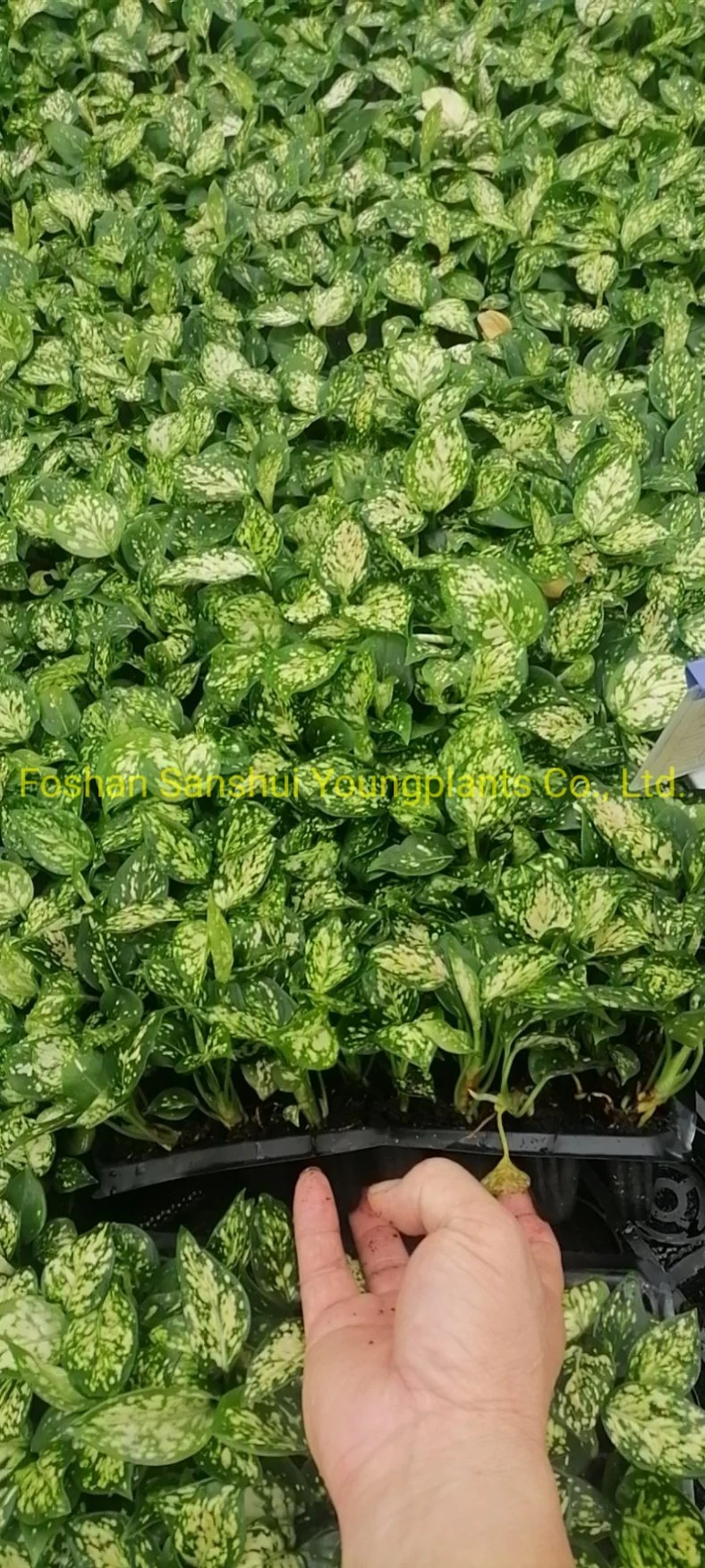 Giovani piante | tipi di aglaonema 8