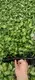 Colorful Aglaonema Plants for Indoor Spaces 5