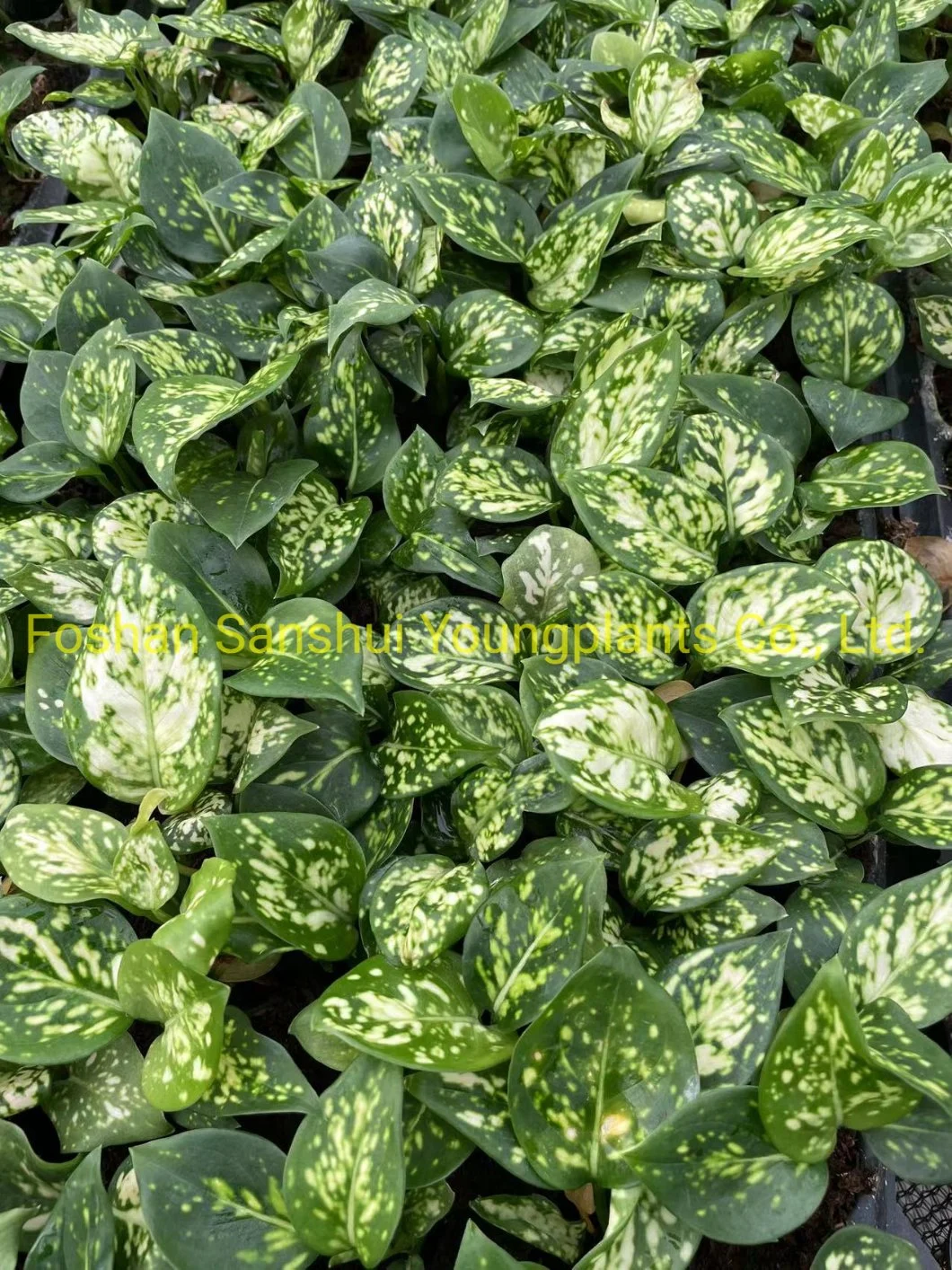 Giovani piante | tipi di aglaonema 7