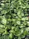 Colorful Aglaonema Plants for Indoor Spaces 3