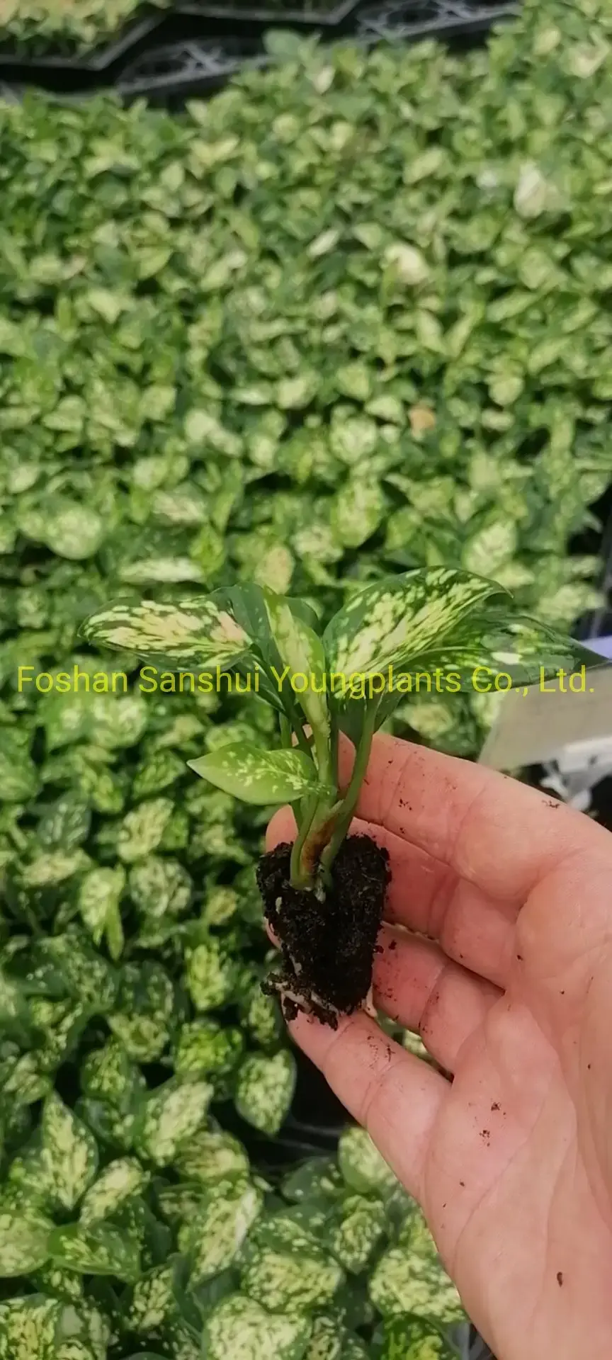 Colorful Aglaonema Plants for Indoor Spaces 4
